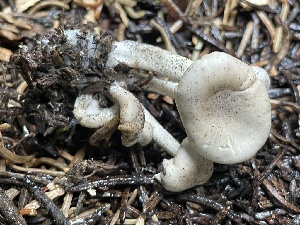  ( - HAY-F-006496)  @11 [ ] by-nc (2023) Damon Tighe Fungal Diversity Survey