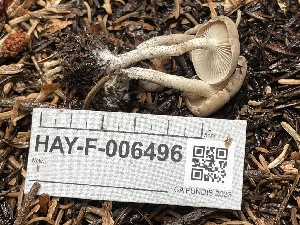  ( - HAY-F-006496)  @11 [ ] by-nc (2023) Damon Tighe Fungal Diversity Survey