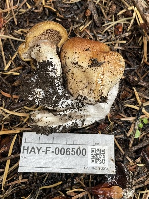  ( - HAY-F-006500)  @11 [ ] by-nc (2023) Damon Tighe Fungal Diversity Survey