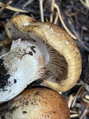  (Cortinarius immixtus - HAY-F-006500)  @11 [ ] by-nc (2023) Damon Tighe Fungal Diversity Survey