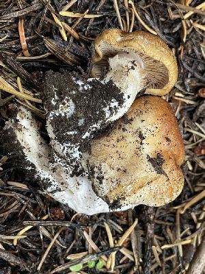  ( - HAY-F-006500)  @11 [ ] by-nc (2023) Damon Tighe Fungal Diversity Survey