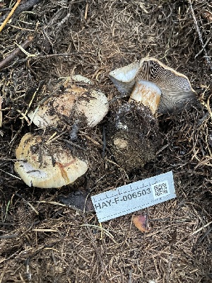  ( - HAY-F-006503)  @11 [ ] by-nc (2023) Damon Tighe Fungal Diversity Survey