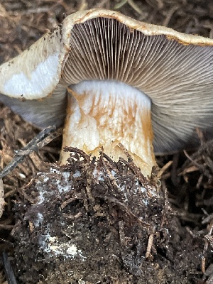  ( - HAY-F-006503)  @11 [ ] by-nc (2023) Damon Tighe Fungal Diversity Survey