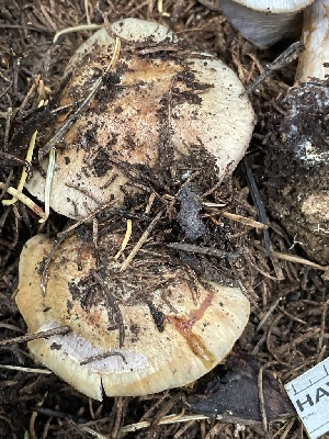  ( - HAY-F-006503)  @11 [ ] by-nc (2023) Damon Tighe Fungal Diversity Survey