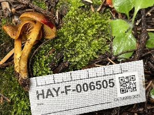  (Cortinarius sp. rubrobrunneus-CA01 - HAY-F-006505)  @11 [ ] by-nc (2023) Damon Tighe Fungal Diversity Survey