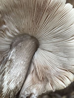  ( - HAY-F-006511)  @11 [ ] by-nc (2023) Damon Tighe Fungal Diversity Survey