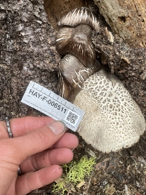  ( - HAY-F-006511)  @11 [ ] by-nc (2023) Damon Tighe Fungal Diversity Survey