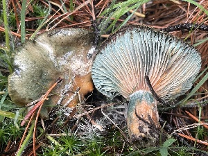  ( - HAY-F-006512)  @11 [ ] by-nc (2023) Damon Tighe Fungal Diversity Survey