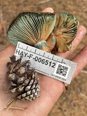  ( - HAY-F-006512)  @11 [ ] by-nc (2023) Damon Tighe Fungal Diversity Survey