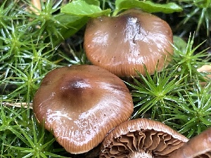  ( - HAY-F-006514)  @11 [ ] by-nc (2023) Damon Tighe Fungal Diversity Survey
