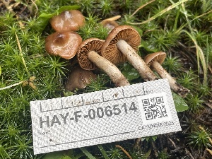  ( - HAY-F-006514)  @11 [ ] by-nc (2023) Damon Tighe Fungal Diversity Survey
