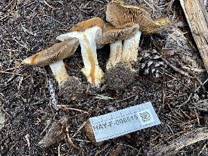  ( - HAY-F-006515)  @11 [ ] by-nc (2023) Damon Tighe Fungal Diversity Survey