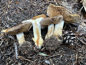  ( - HAY-F-006515)  @11 [ ] by-nc (2023) Damon Tighe Fungal Diversity Survey