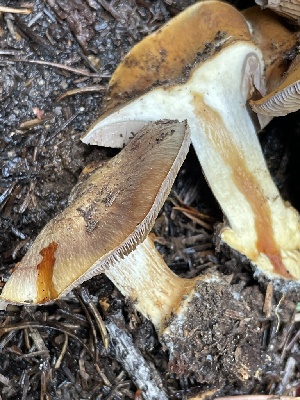  ( - HAY-F-006515)  @11 [ ] by-nc (2023) Damon Tighe Fungal Diversity Survey
