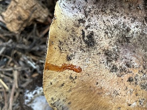  ( - HAY-F-006517)  @11 [ ] by-nc (2023) Damon Tighe Fungal Diversity Survey