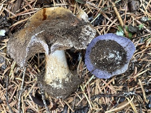  ( - HAY-F-006517)  @11 [ ] by-nc (2023) Damon Tighe Fungal Diversity Survey