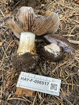  ( - HAY-F-006517)  @11 [ ] by-nc (2023) Damon Tighe Fungal Diversity Survey