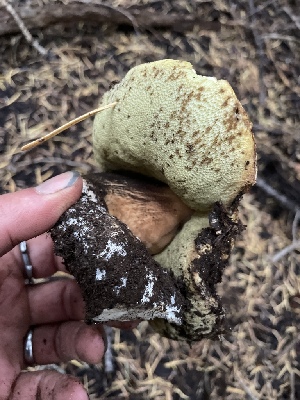  ( - HAY-F-006566)  @11 [ ] by-nc (2023) Damon Tighe Fungal Diversity Survey