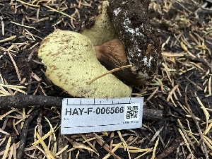  ( - HAY-F-006566)  @11 [ ] by-nc (2023) Damon Tighe Fungal Diversity Survey