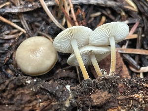  ( - HAY-F-006528)  @11 [ ] by-nc (2023) Damon Tighe Fungal Diversity Survey