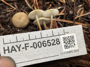  ( - HAY-F-006528)  @11 [ ] by-nc (2023) Damon Tighe Fungal Diversity Survey