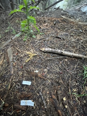  ( - HAY-F-006528)  @11 [ ] by-nc (2023) Damon Tighe Fungal Diversity Survey