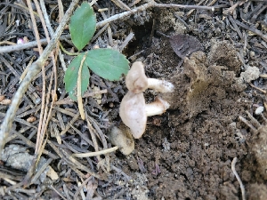  ( - HAY-F-000525)  @11 [ ] by-nc (2023) Harte Singer Fungal Diversity Survey