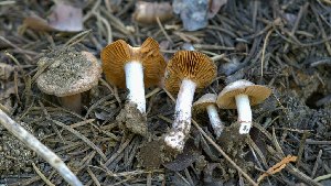  (Cortinarius sp. Harrower142d - HAY-F-000525)  @11 [ ] by-nc (2023) Harte Singer Fungal Diversity Survey
