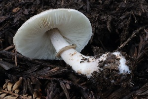  ( - HAY-F-004734)  @11 [ ] by-nc (2023) Taye Bright Fungal Diversity Survey