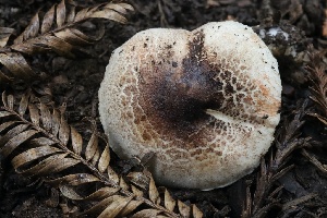  ( - HAY-F-004734)  @11 [ ] by-nc (2023) Taye Bright Fungal Diversity Survey