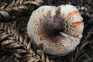  (Agaricaceae - HAY-F-004734)  @11 [ ] by-nc (2023) Taye Bright Fungal Diversity Survey