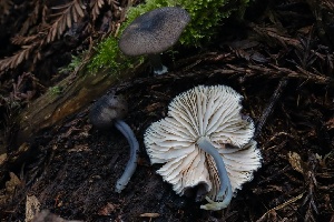  ( - HAY-F-004737)  @11 [ ] by-nc (2023) Taye Bright Fungal Diversity Survey