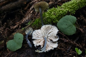  ( - HAY-F-004737)  @11 [ ] by-nc (2023) Taye Bright Fungal Diversity Survey