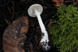  ( - HAY-F-004738)  @11 [ ] by-nc (2023) Taye Bright Fungal Diversity Survey