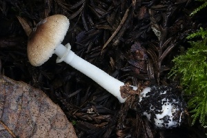  ( - HAY-F-004738)  @11 [ ] by-nc (2023) Taye Bright Fungal Diversity Survey