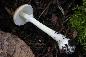  ( - HAY-F-004738)  @11 [ ] by-nc (2023) Taye Bright Fungal Diversity Survey
