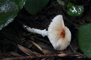  ( - HAY-F-004745)  @11 [ ] by-nc (2023) Taye Bright Fungal Diversity Survey