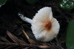  ( - HAY-F-004745)  @11 [ ] by-nc (2023) Taye Bright Fungal Diversity Survey