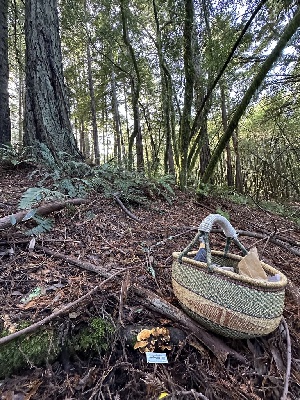  ( - HAY-F-004751)  @11 [ ] by-nc (2023) Taye Bright Fungal Diversity Survey