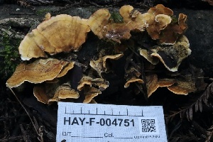  ( - HAY-F-004751)  @11 [ ] by-nc (2023) Taye Bright Fungal Diversity Survey