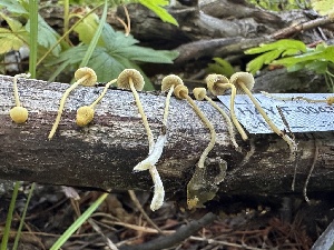  ( - HAY-F-004325)  @11 [ ] by-nc (2023) Jaren Hockert Fungal Diversity Survey
