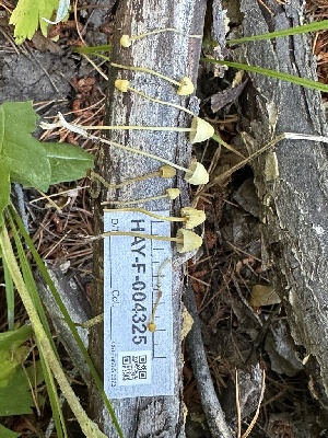  ( - HAY-F-004325)  @11 [ ] by-nc (2023) Jaren Hockert Fungal Diversity Survey