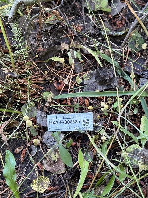  ( - HAY-F-004325)  @11 [ ] by-nc (2023) Jaren Hockert Fungal Diversity Survey