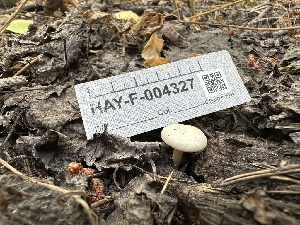  ( - HAY-F-004327)  @11 [ ] by-nc (2023) Jaren Hockert Fungal Diversity Survey