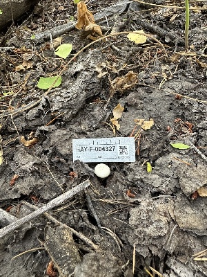  ( - HAY-F-004327)  @11 [ ] by-nc (2023) Jaren Hockert Fungal Diversity Survey
