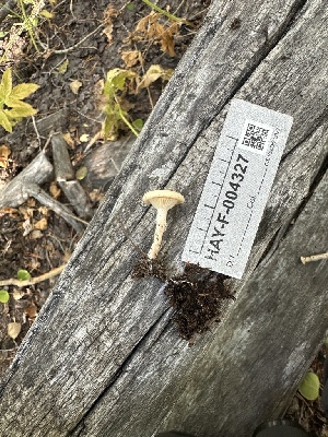  ( - HAY-F-004327)  @11 [ ] by-nc (2023) Jaren Hockert Fungal Diversity Survey