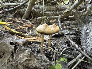  ( - HAY-F-004315)  @11 [ ] by-nc (2023) Jaren Hockert Fungal Diversity Survey