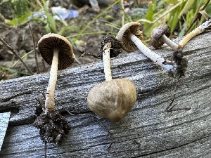  ( - HAY-F-004315)  @11 [ ] by-nc (2023) Jaren Hockert Fungal Diversity Survey