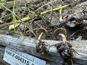  ( - HAY-F-004315)  @11 [ ] by-nc (2023) Jaren Hockert Fungal Diversity Survey