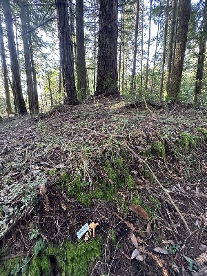 ( - HAY-F-004753)  @11 [ ] by-nc (2023) Taye Bright Fungal Diversity Survey